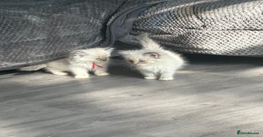 Ragdoll cats - Advert 16