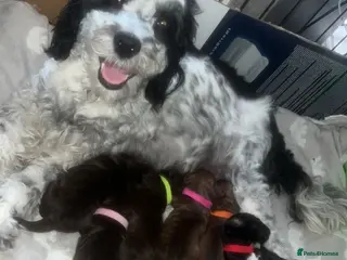 Cockapoo dogs Cockapoo puppies - Advert 1