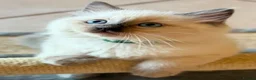 Ragdoll cats for sale: 🐾 Ragdoll Kittens 🐾 - Advert 25