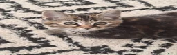 Mixed Breed cats for sale: Beautiful kitten’s ready to leave mum in High Wycombe - Advert 3