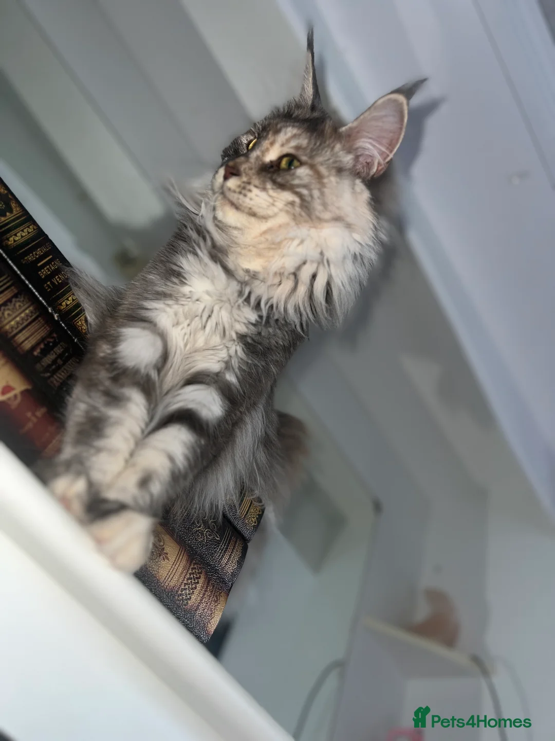 Maine Coon cats for sale: Tortie maine coon female TICA registered available - Advert 12