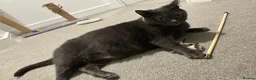 Russian Blue cats for sale: Pebbles in Leeds - Advert 4