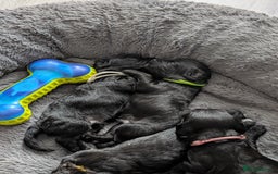 Cockapoo dogs for sale: We have Four Beautiful Cockerpoo Puppies Available - Image 13