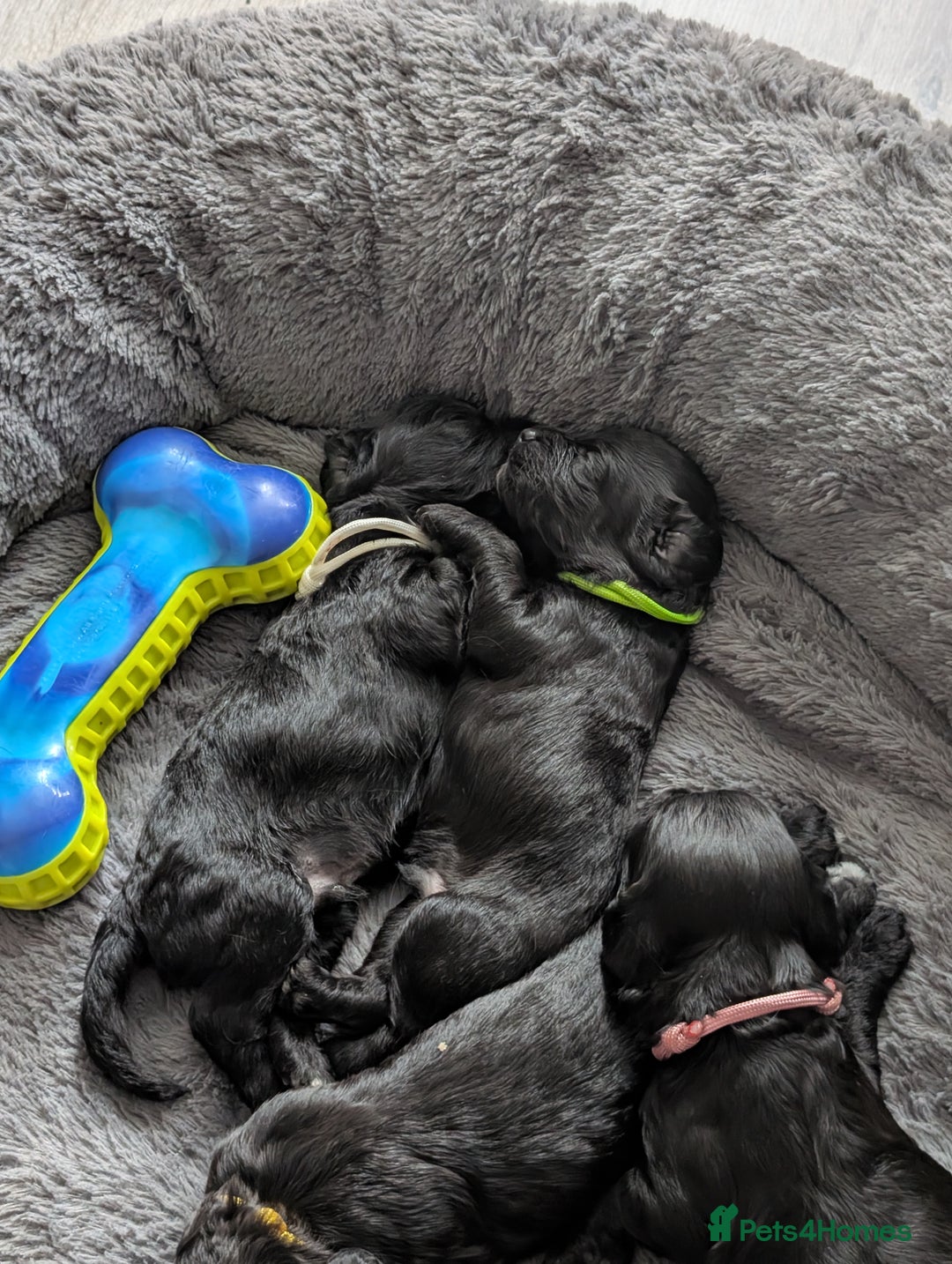 Cockapoo dogs for sale: We have Four Beautiful Cockerpoo Puppies Available - Image 13