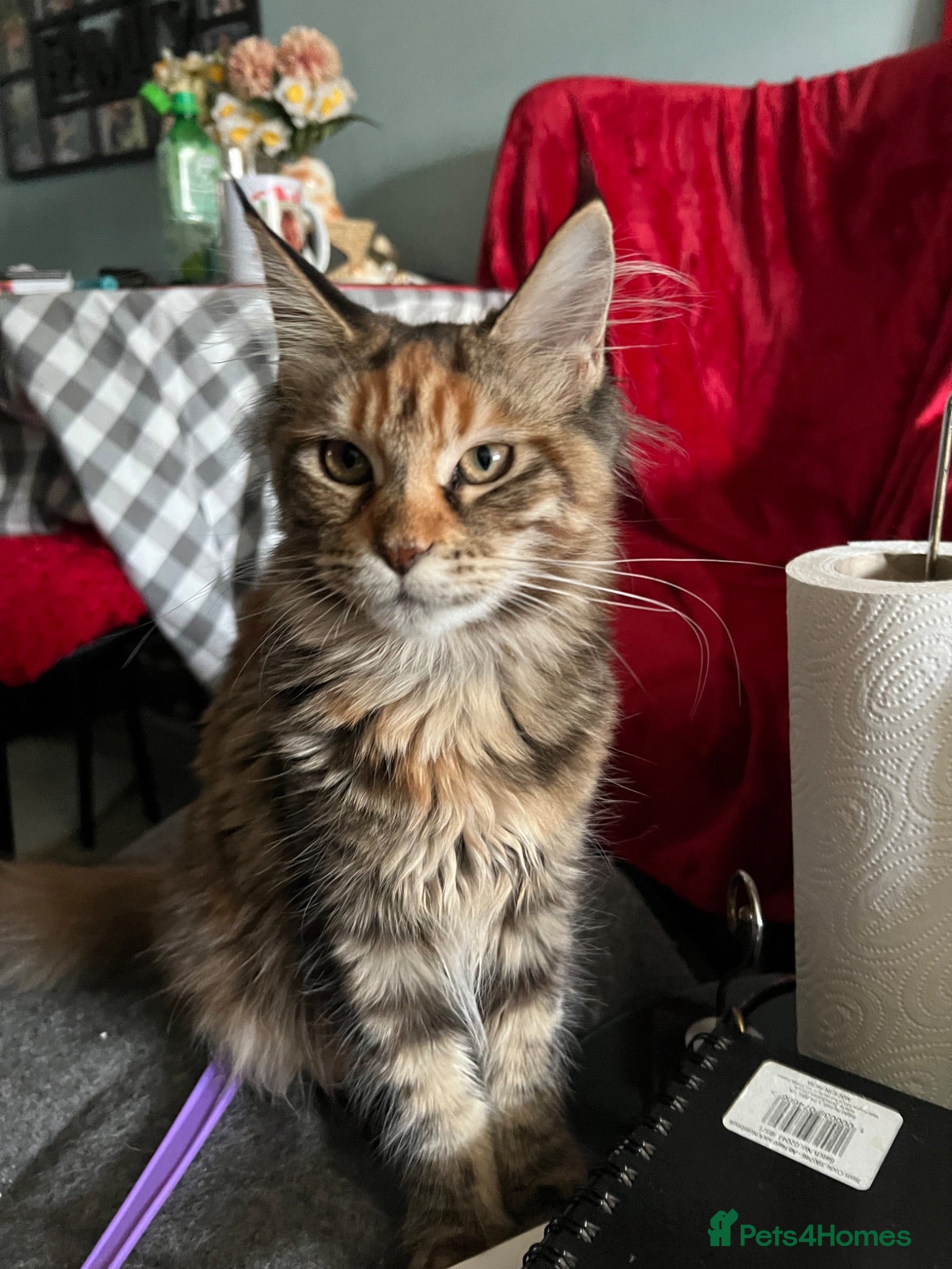 Maine Coon cats Last two girls.Reduced price.MC kittens  - Advert 2