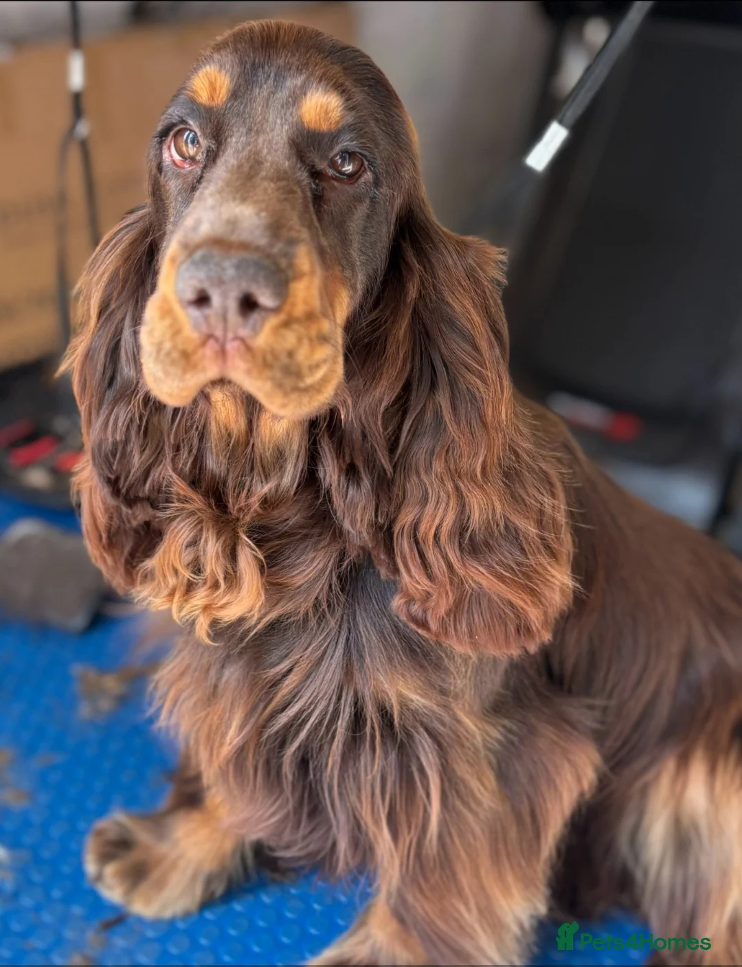 Cocker Spaniel dogs for sale: Show type Simbawood Cocker spaniel puppies  - Advert 2