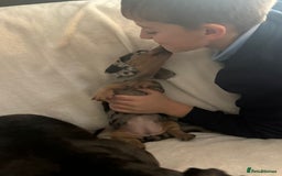 Miniature Dachshund dogs for sale: One adorable piebald male dachshund ready to go  - Image 4