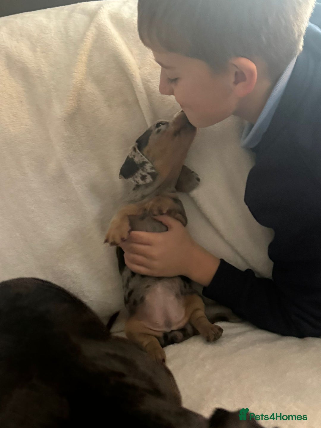 Miniature Dachshund dogs for sale: One adorable piebald male dachshund ready to go  - Image 4