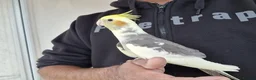 Cockatiels birds for sale: Super silly hand tamed baby cockatiel - Advert 3