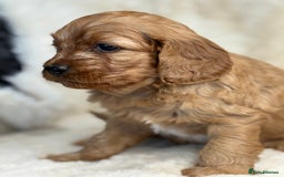 Cavapoo dogs for sale: Stunning health tested Cavapoo puppies - Image 21