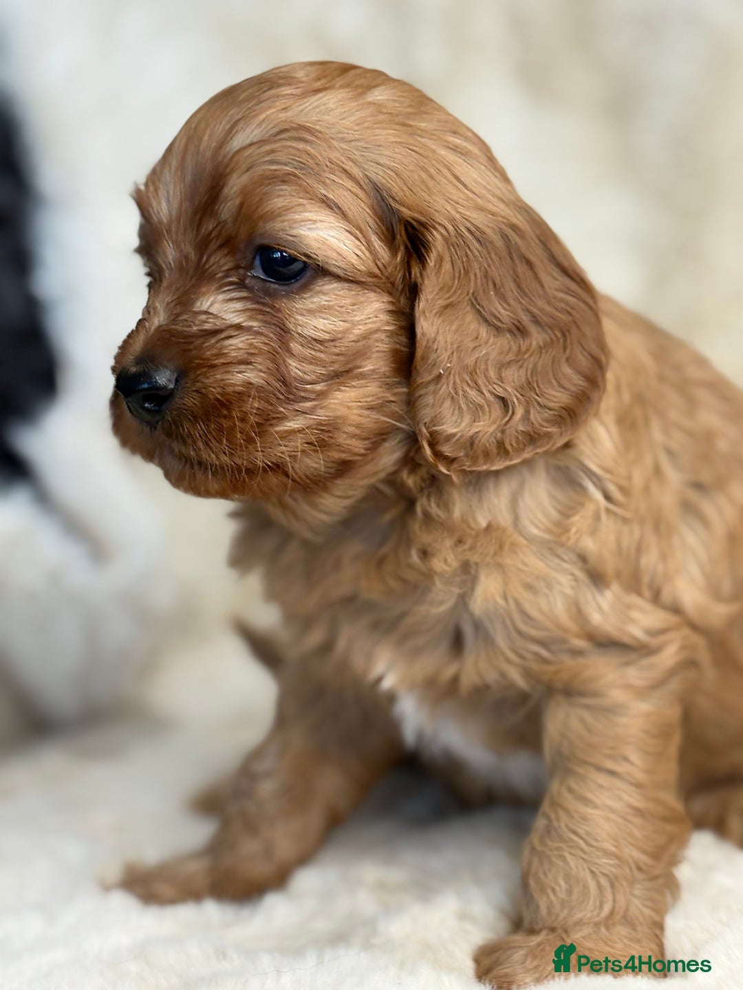 Cavapoo dogs for sale: Stunning health tested Cavapoo puppies - Image 21