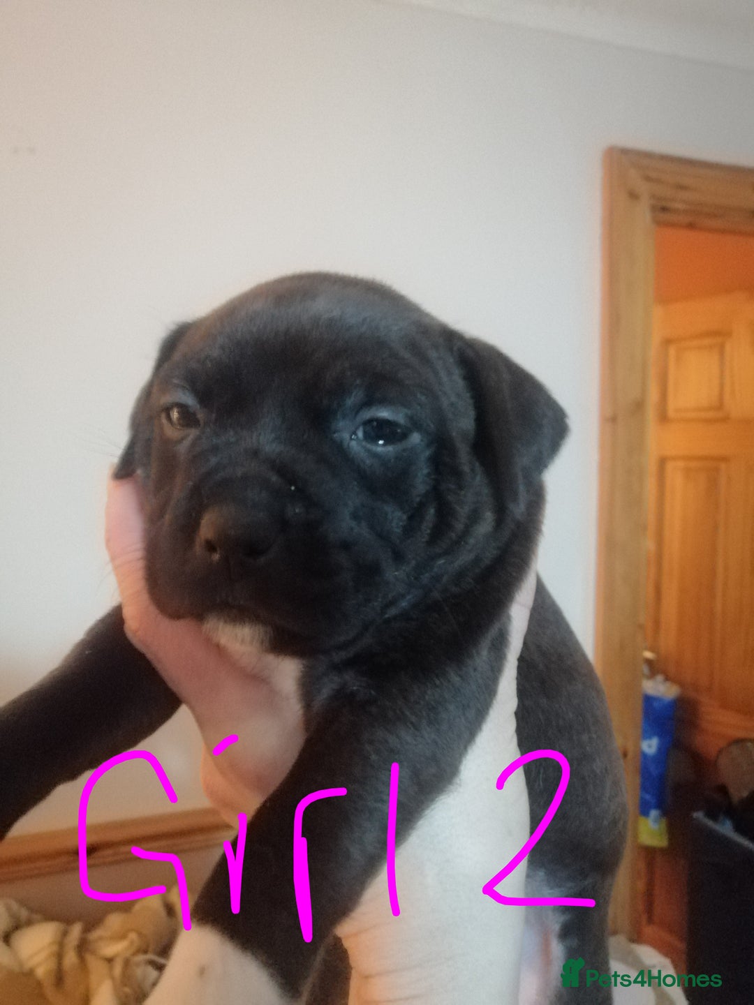 Mixed Breed dogs for sale: Beautiful staffy cross pups  - Advert 9