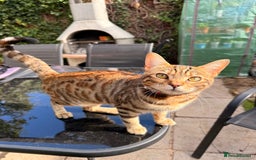 Bengal cats for sale: Half Bengal Kitten Ready Now - Advert 1