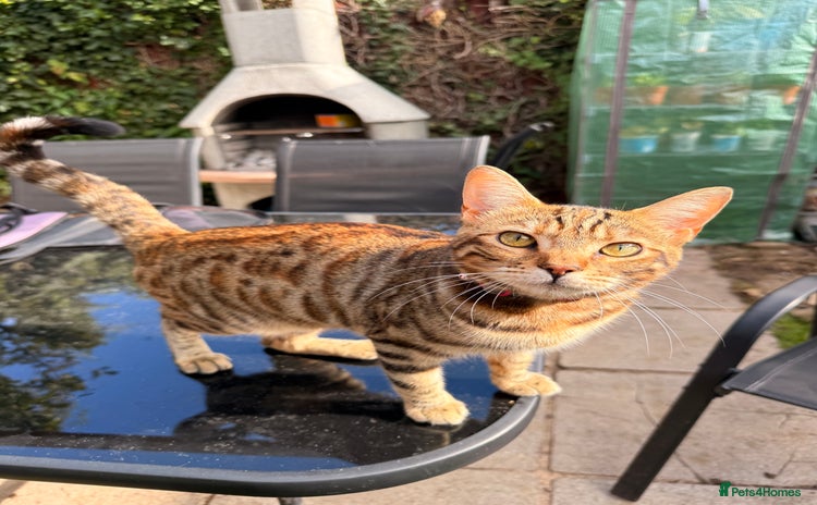 Bengal cats - Advert 8