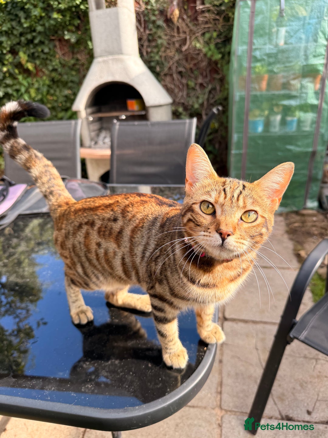 Bengal cats for sale: Half Bengal Kitten Ready Now - Advert 1