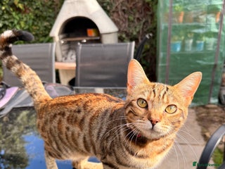 Bengal cats - Advert 35