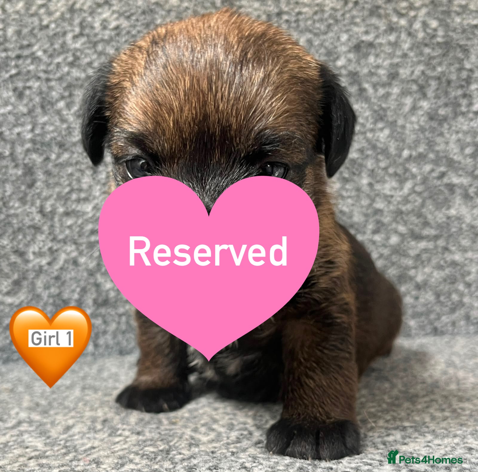 Border Terrier dogs BEAUTIFUL BORDER TERRIER PUPPIES  - Advert 2