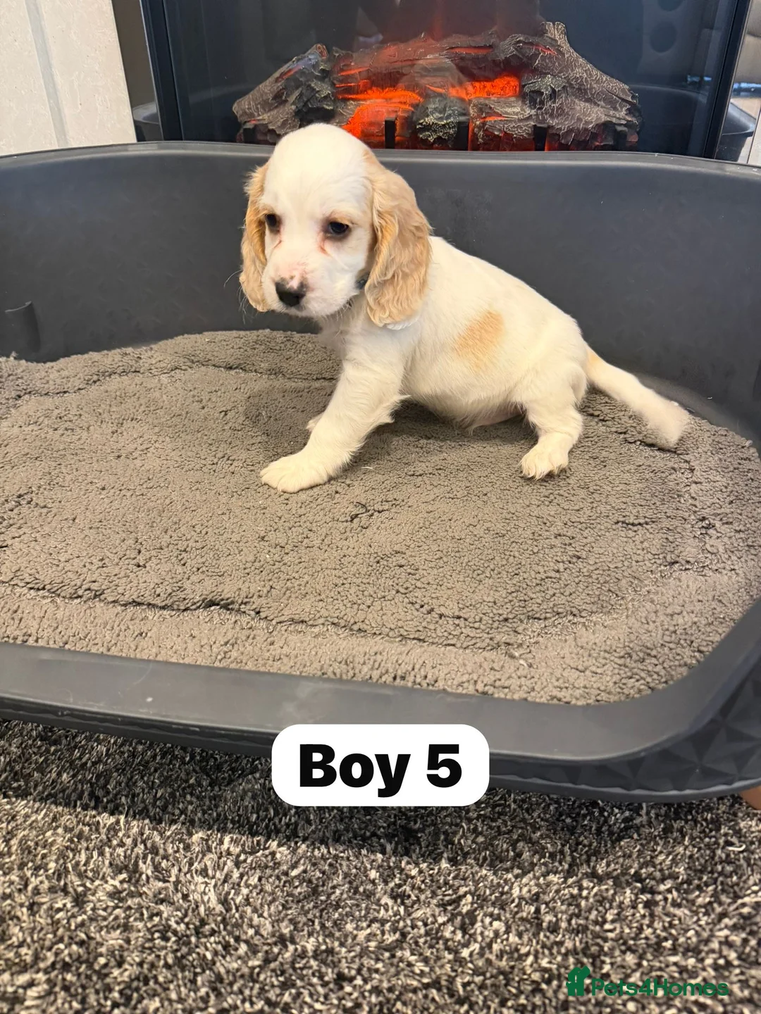 Cocker Spaniel dogs for sale: Beautiful adorable show type cocker spaniels - Advert 40