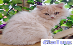 British Shorthair cats for sale: 🌞 last kitten Reduced PRICE British L/H boy  🐾 - Image 8