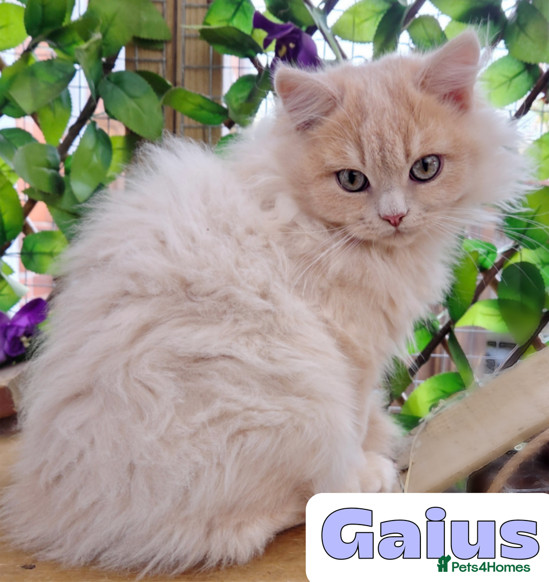 British Shorthair cats for sale: 🌞 last kitten Reduced PRICE British L/H boy  🐾 - Image 8