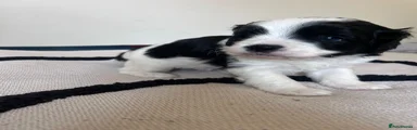 Cavapoo 4