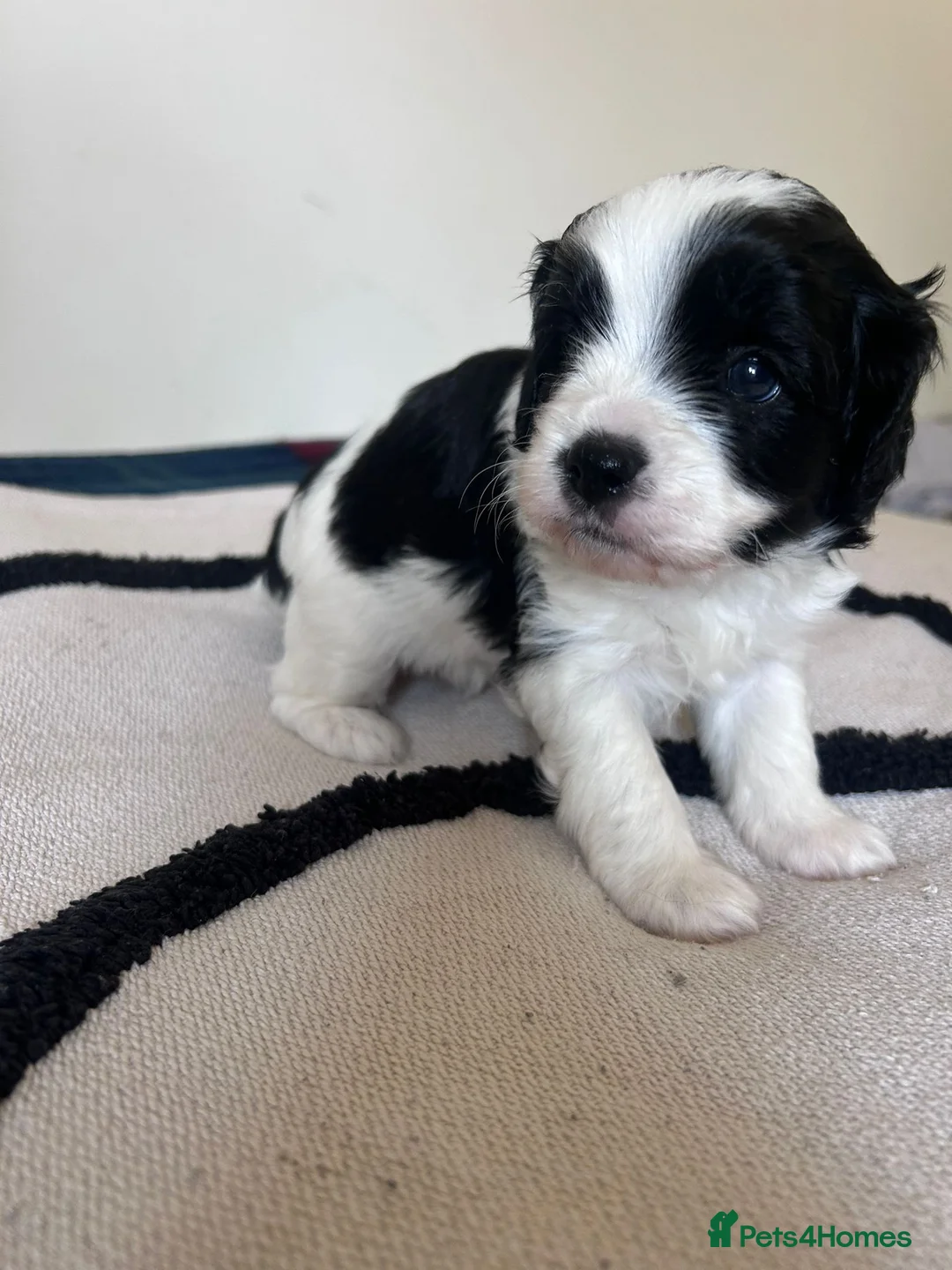 Cavapoo dogs for sale: Beautiful pure bred family Cavapoo pups in Bridgend - Advert 4