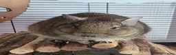 Degus rodents for sale: Adorable Female Degus - Advert 3