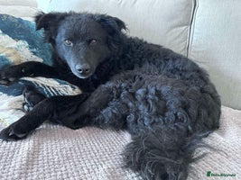 Mixed Breed dogs Sweeet Acer looking for LOVE in Salisbury - Advert 5