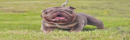 English Bulldog dogs for stud: CREATEABULLZ 🚨LOADED-LUX REDUCED  in Manchester - Advert 3