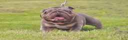 English Bulldog dogs for stud: CREATEABULLZ 🚨LOADED-LUX REDUCED  in Manchester - Advert 3