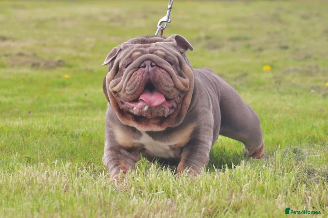 English Bulldog dogs for stud: CREATEABULLZ 🚨LOADED-LUX REDUCED  in Manchester - Advert 3