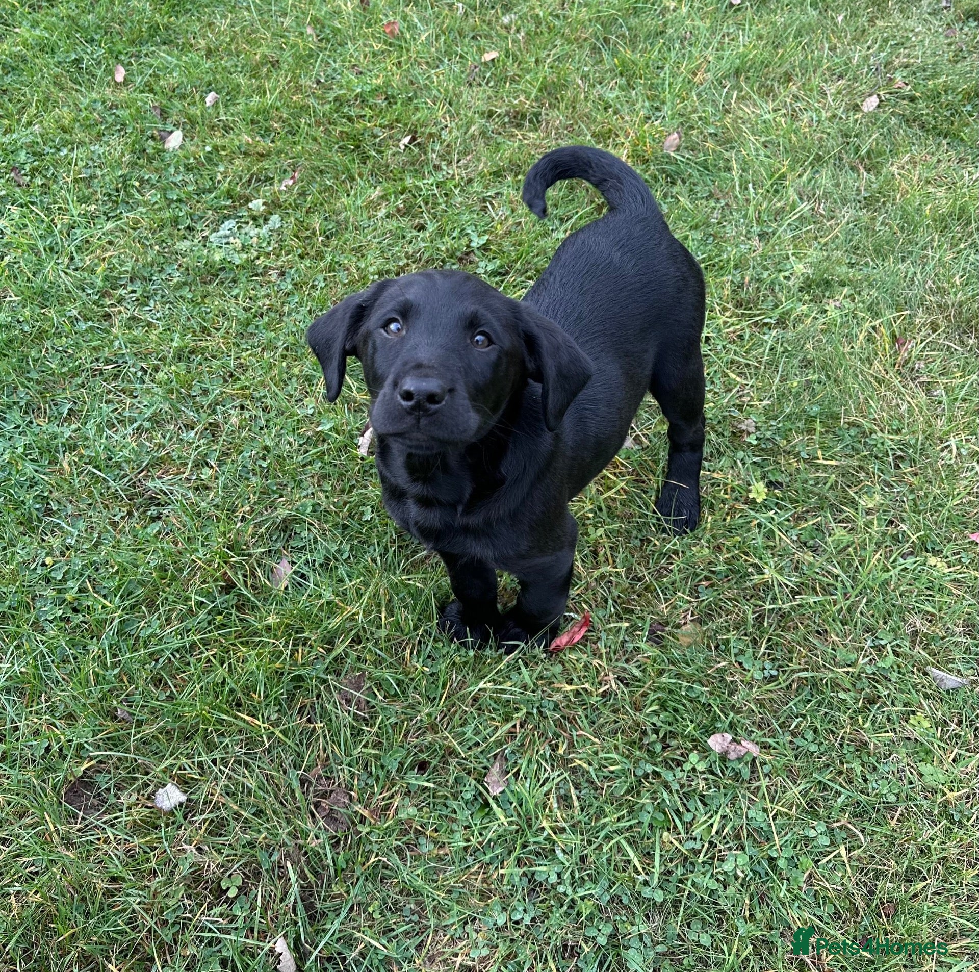 Labrador Retriever dogs for sale: Black & Fox Red KC Labradors - Advert 1