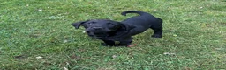 Labrador Retriever dogs for sale: Black & Fox Red KC Labradors - Advert 2