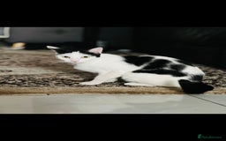 Domestic Shorthair cats for sale: Mila, a beautiful cat - Image 1