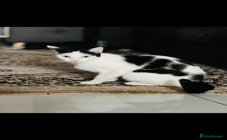 Domestic Shorthair cats - Advert 2