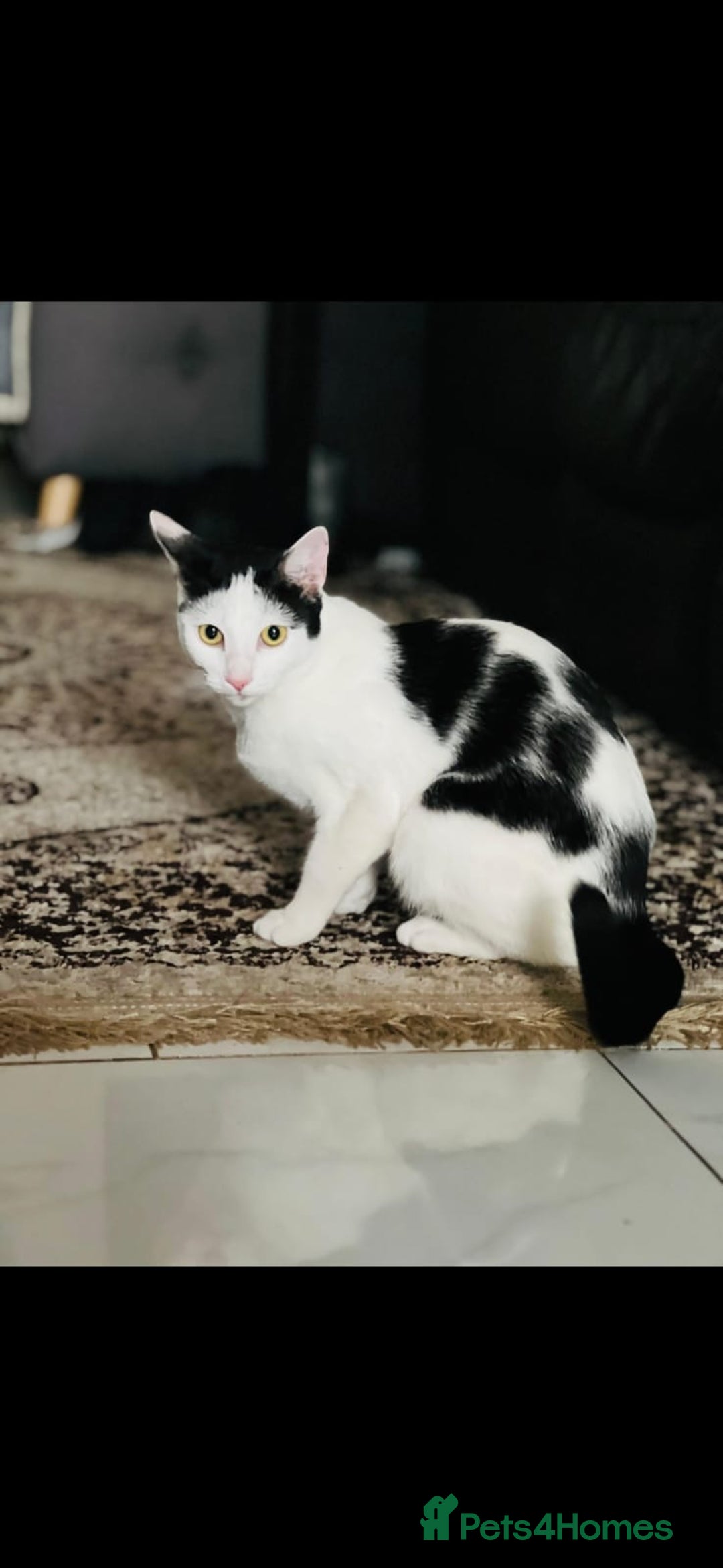 Domestic Shorthair cats for sale: Mila, a beautiful cat - Image 1