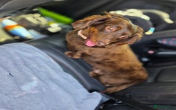 Dachshund dogs for sale: Beautiful 4-5yr old brown dachshund - Image 1