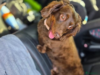 Dachshund dogs Beautiful 4-5yr old brown dachshund - Advert 16