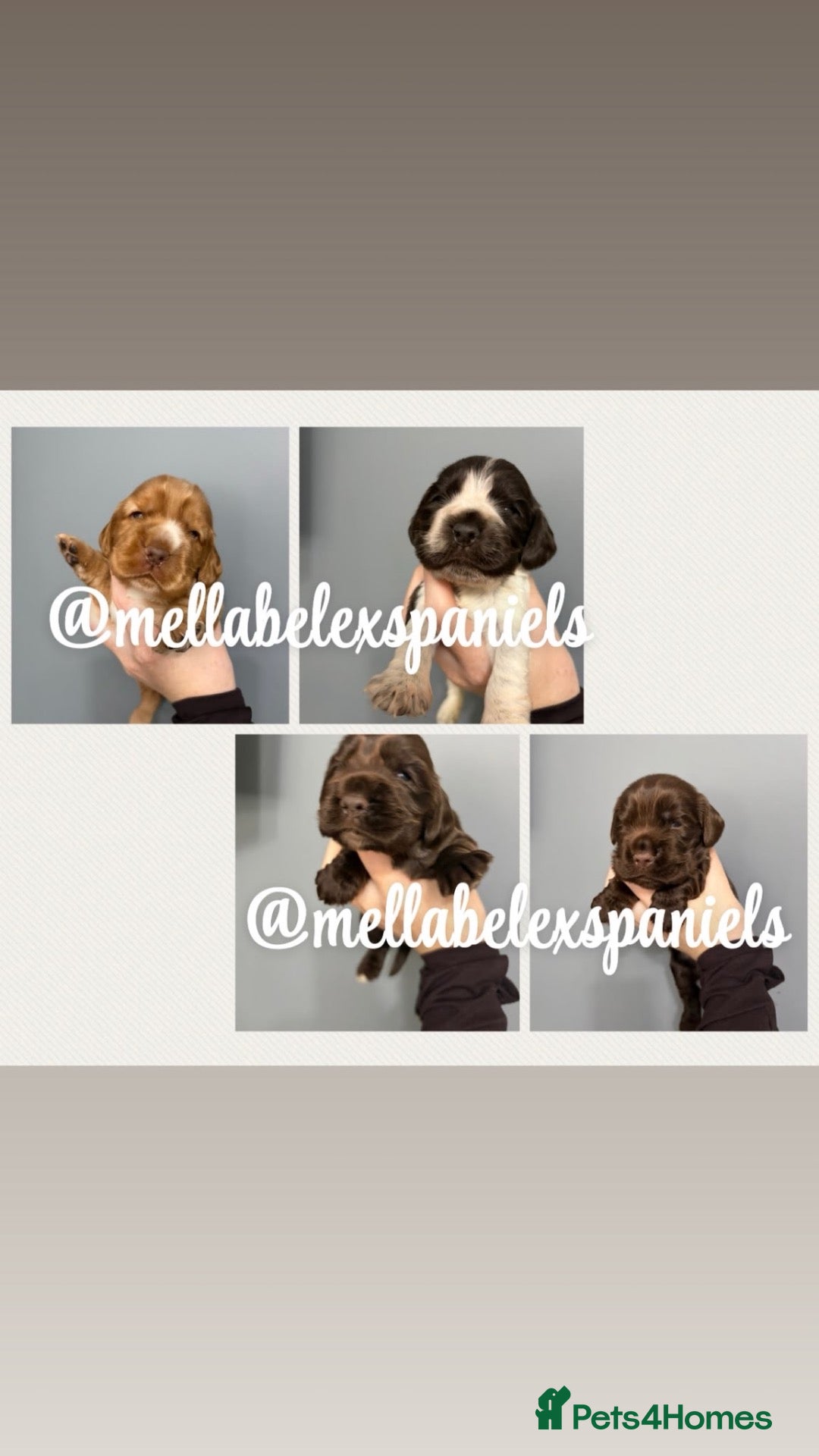 Cocker Spaniel dogs 5* SHOW COCKER SPANIEL PUPS, PARENTS HEALTH TESTED - Advert 1