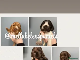 Cocker Spaniel dogs 5* SHOW COCKER SPANIEL PUPS, PARENTS HEALTH TESTED - Advert 1