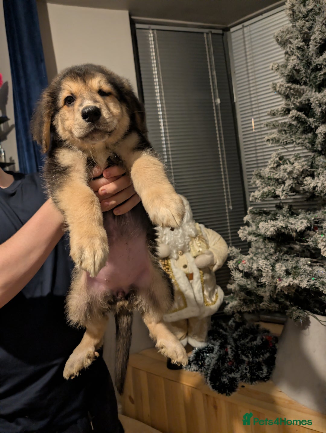 Mixed Breed dogs for sale: Bernese mountain dog X white swiss Shepard pups - Image 8