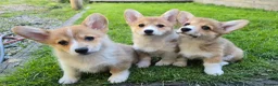 Welsh Corgi Pembroke dogs for sale: Pembroke Corgi Puppies - Ready Now - Advert 1