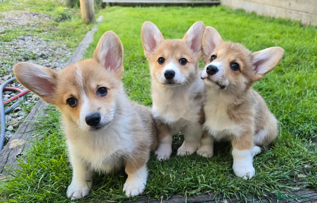 Welsh Corgi Pembroke dogs for sale: Pembroke Corgi Puppies - Ready Now - Advert 1