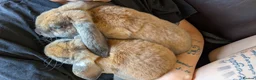 Mini Lop rabbits for sale: Mini plush lop - Advert 15