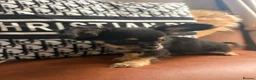 Chihuahua dogs for sale:  🐾 One little precious girl remaining 🐾  - Advert 10