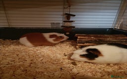 Guinea Pig rodents for sale: Bonded pair of young female guinea pigs - Advert 2