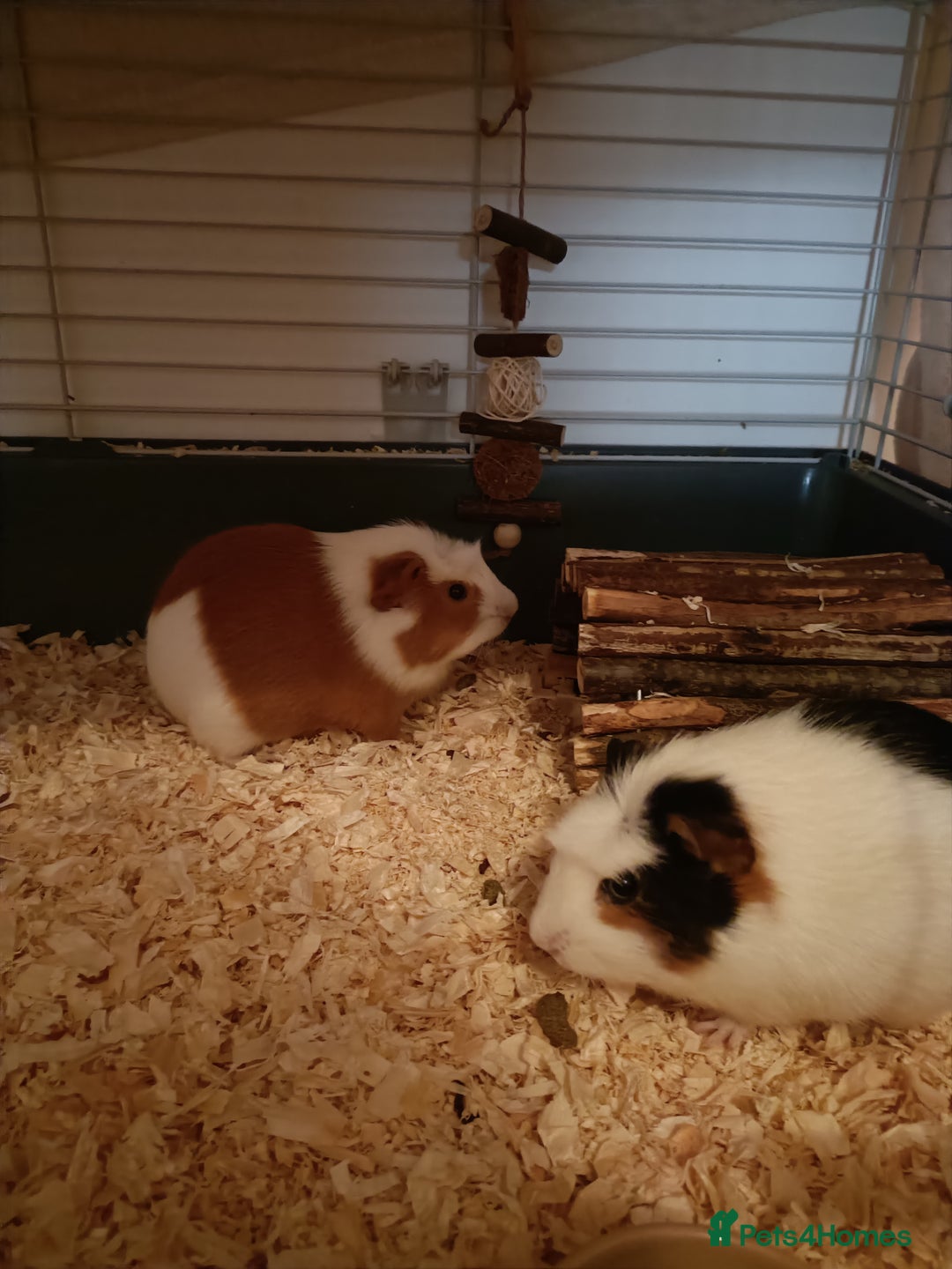 Guinea Pig rodents for sale: Bonded pair of young female guinea pigs - Advert 2