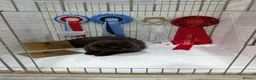 British Shorthair cats for stud: Champion Chocolate British Shorthair GCCF - Advert 2