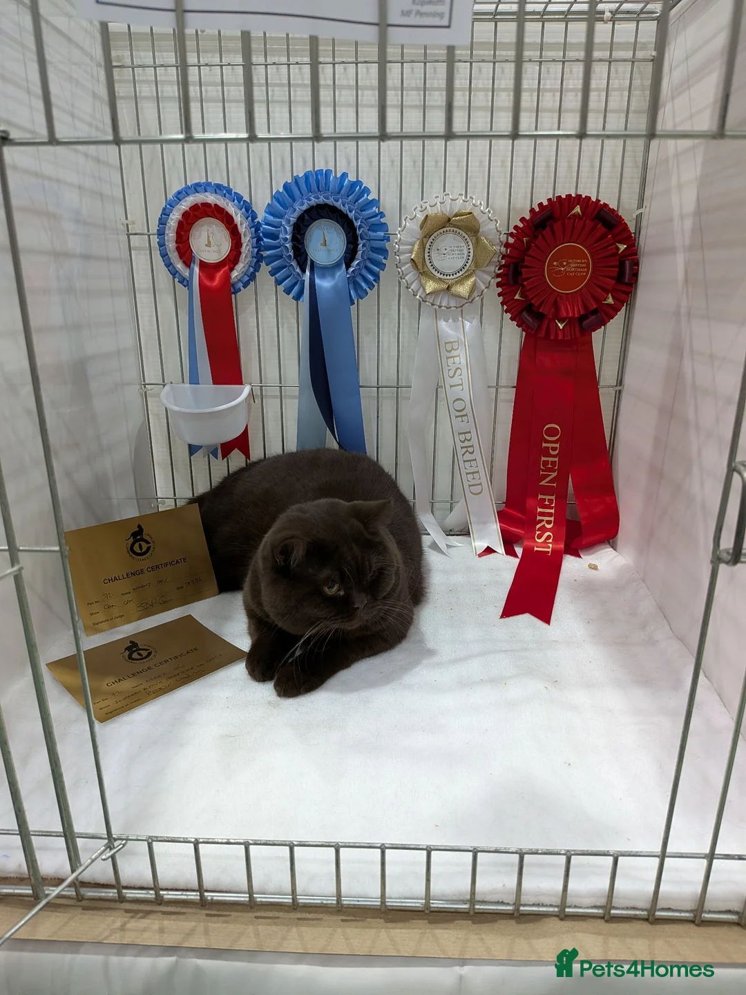 British Shorthair cats for stud: Champion Chocolate British Shorthair GCCF - Advert 2