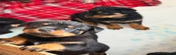 Rottweiler dogs for sale: A litter of 6 healthy Rottweiler puppies  - Advert 3